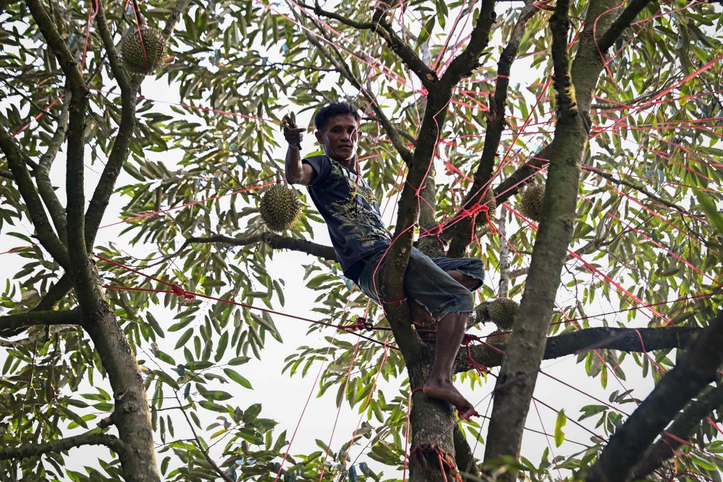 热浪影响泰国榴莲收成