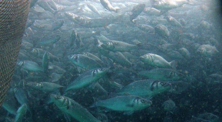 看世界 暖化惹祸？鱼类体型不断“缩水”