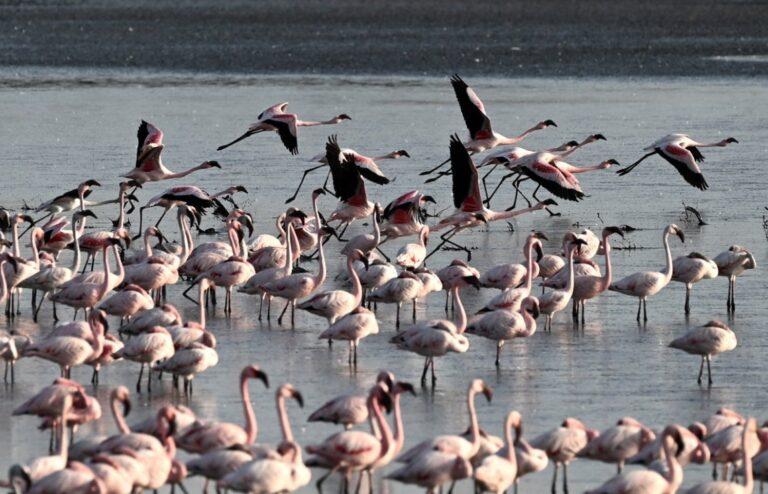 看世界/阿联酋客机撞鸟群致39只火烈鸟死