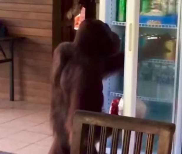 视频∕人猿闯咖啡馆 从冰箱取饮料喝