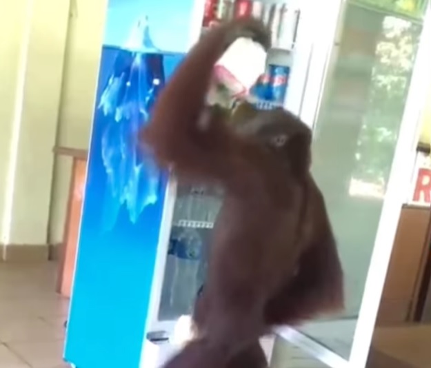 视频∕人猿闯咖啡馆 从冰箱取饮料喝