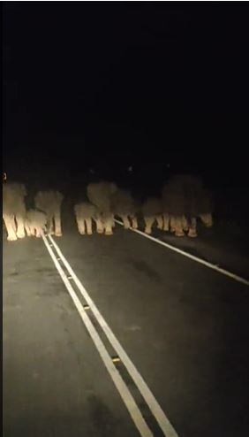 视频|遇象群“设路障”挡路 司机：祈祷后大象才散去