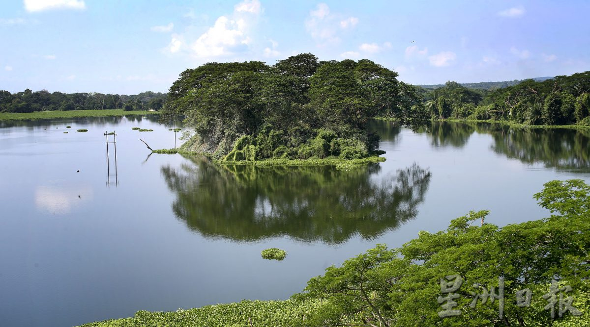 近打生态园珍贵湿地观鸟区 湖泊孤岛候鸟翔聚