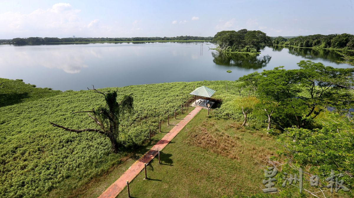 近打生态园珍贵湿地观鸟区 湖泊孤岛候鸟翔聚