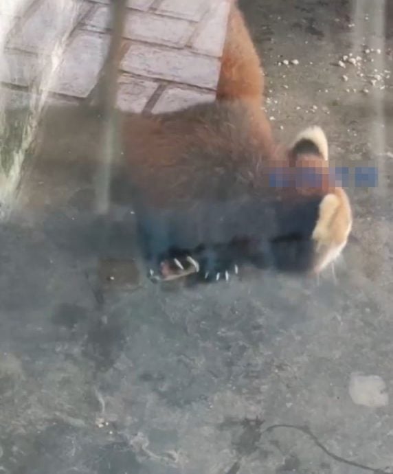 长沙动物园变炼狱?袋鼠皮包骨站不稳 小熊猫断趾无人理