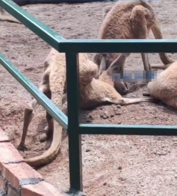 长沙动物园变炼狱?袋鼠皮包骨站不稳 小熊猫断趾无人理