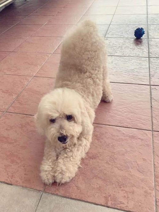 霹:封面主文/名犬不能幸免 找新币也成弃养借口