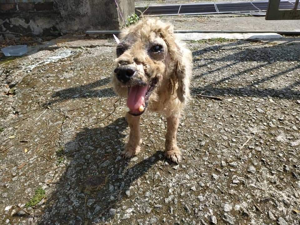 霹:封面主文/名犬不能幸免 找新币也成弃养借口