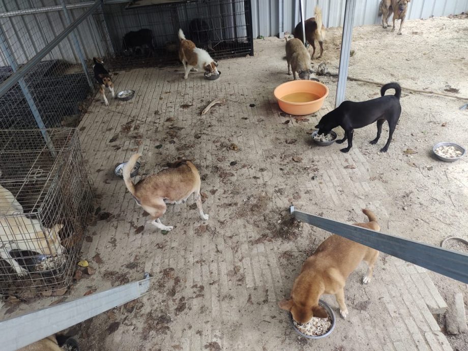 霹:封面主文/名犬不能幸免 找新币也成弃养借口