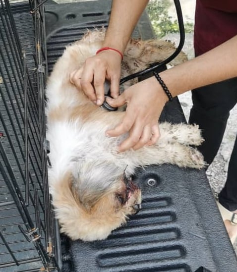 霹:封面主文/名犬不能幸免 找新币也成弃养借口