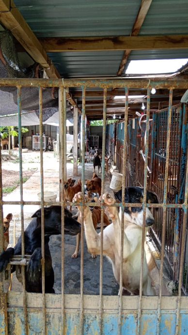 霹:封面主文/名犬不能幸免 找新币也成弃养借口