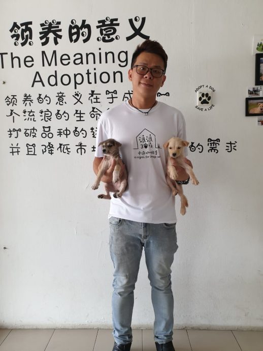 霹:封面主文/名犬不能幸免 找新币也成弃养借口