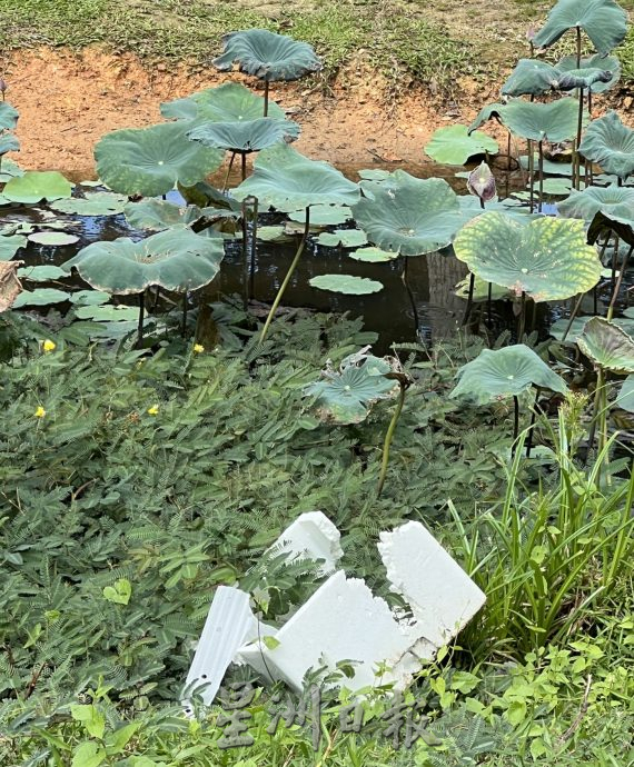 (古城封底主文)荷花池被垃圾污染,失去诗情画意