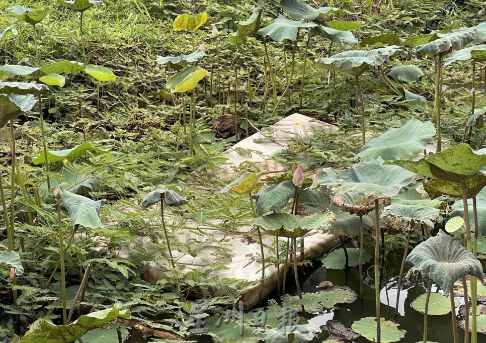 (古城封底主文)荷花池被垃圾污染,失去诗情画意