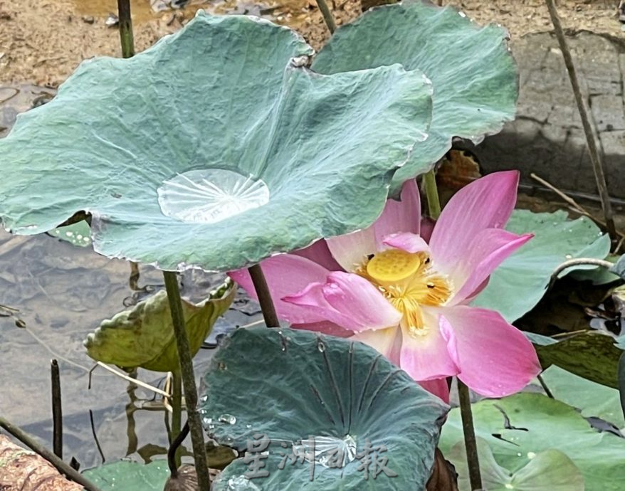 (古城封底主文)荷花池被垃圾污染,失去诗情画意