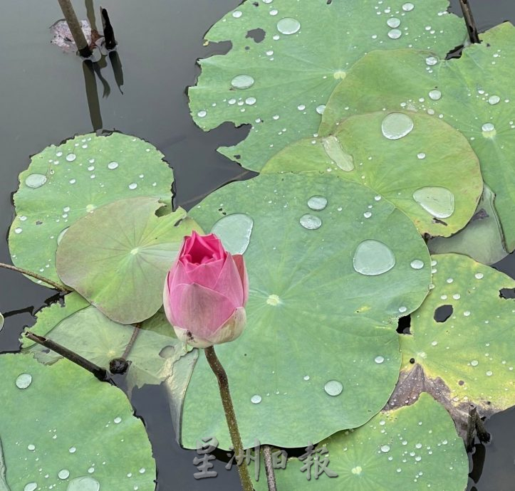 (古城封底主文)荷花池被垃圾污染,失去诗情画意