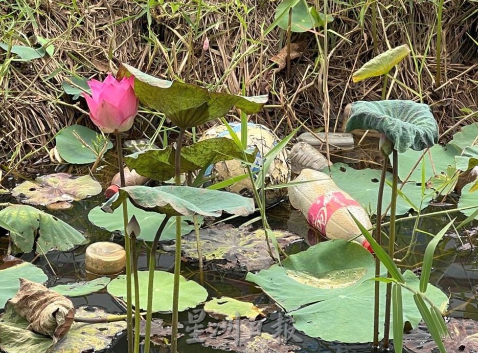 (古城封底主文)荷花池被垃圾污染,失去诗情画意