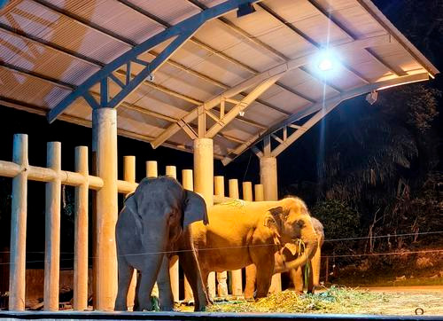 (古城封面主文)“马六甲夜生活”,动物园放眼五千访客目标