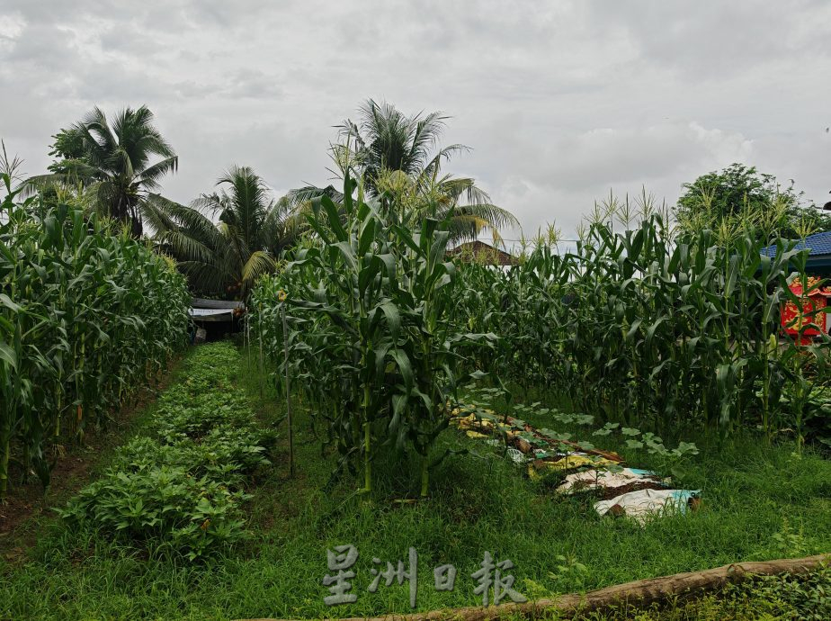 (古城封面主文)天气不稳定,有机蔬菜种植难上加难,收成大减
