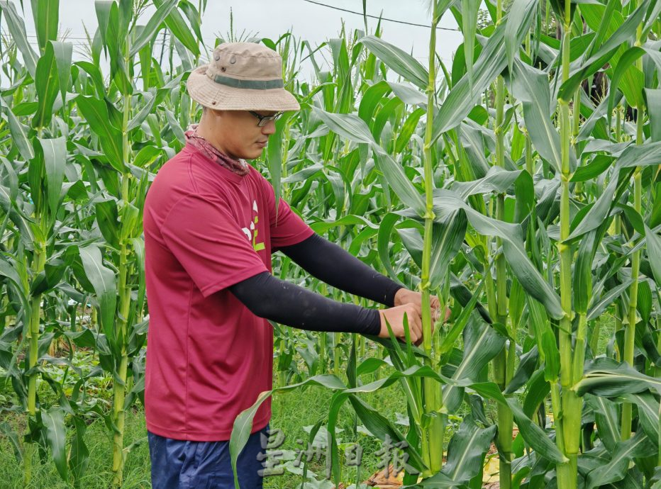 (古城封面主文)天气不稳定,有机蔬菜种植难上加难,收成大减
