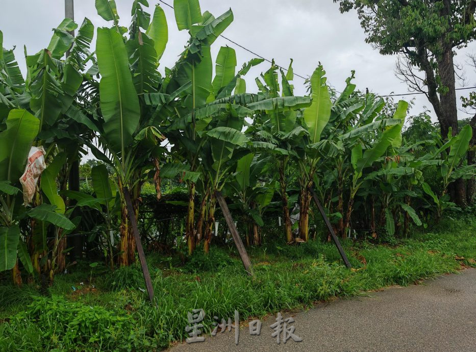 (古城封面主文)天气不稳定,有机蔬菜种植难上加难,收成大减