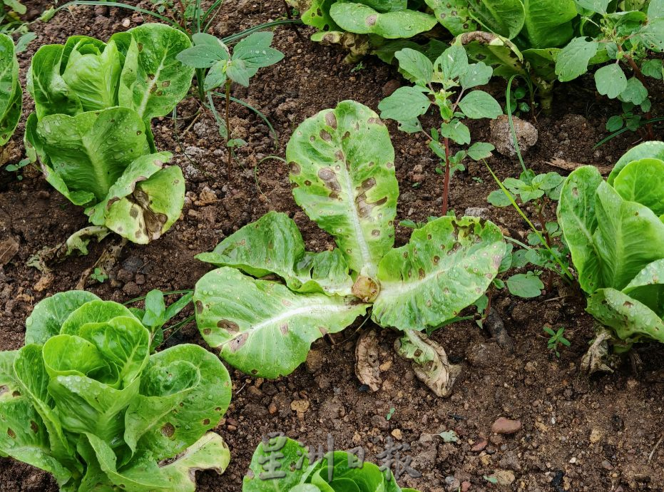 (古城封面主文)天气不稳定,有机蔬菜种植难上加难,收成大减