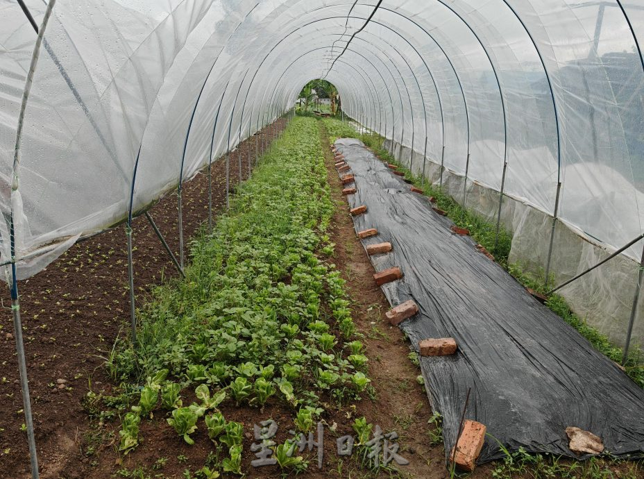 (古城封面主文)天气不稳定,有机蔬菜种植难上加难,收成大减