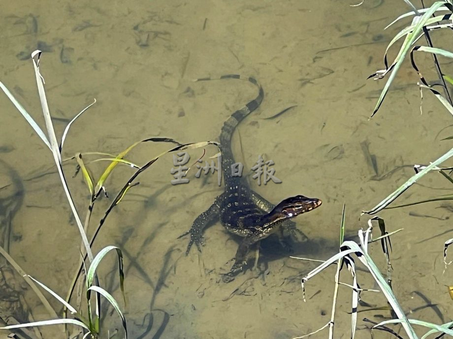 （古城封面副文）河水又现清澈翠绿·吉双河再翻红