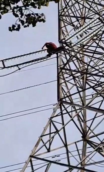 (多图)视频|不怕遭电殛 男子爬上高压电塔 消拯局用云梯车救他