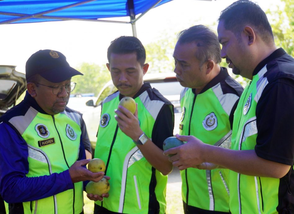 (大北马)得知突击行动留果摊摆空城,FAMA等联合突击卖假玻香甜芒摊