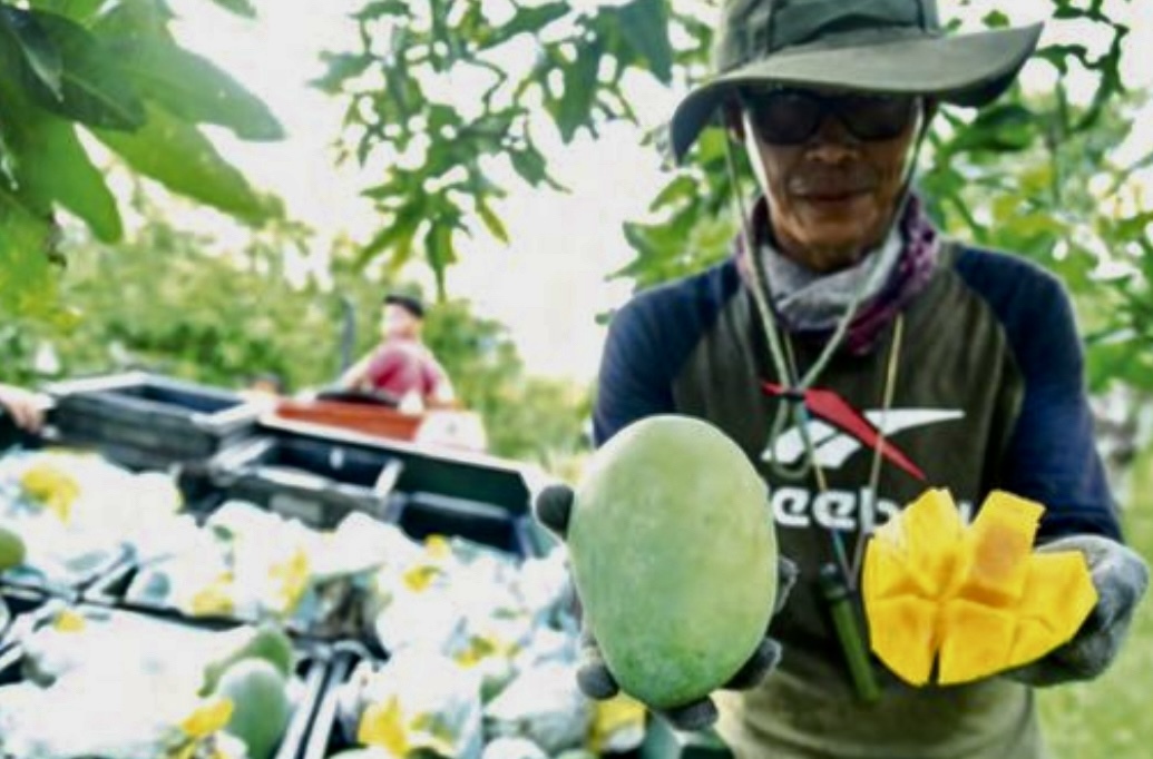 (大北马)玻大臣:玻州香甜芒不容易受到挑战