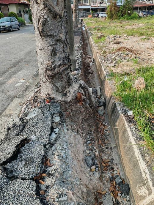 （大北马）老树根导致沟渠墙体坍塌和人行道变形