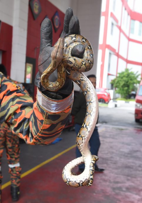 （已签发）柔：【特稿】不轻视捉蛇投报 阿兹米：当紧急事件处理