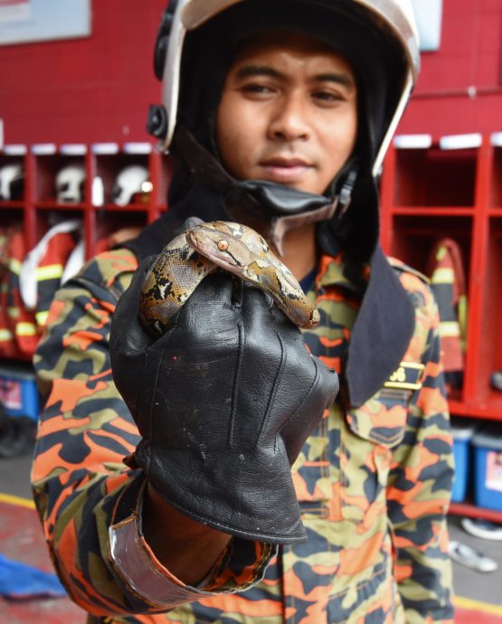 （已签发）柔：【特稿】不轻视捉蛇投报 阿兹米：当紧急事件处理