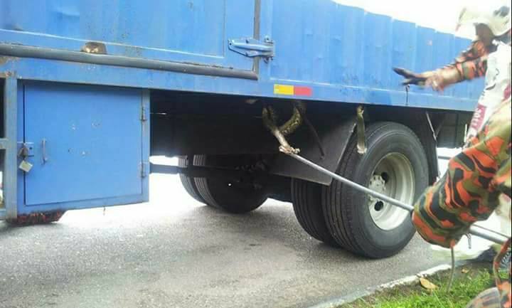 （已签发）柔：【特稿】不轻视捉蛇投报 阿兹米：当紧急事件处理