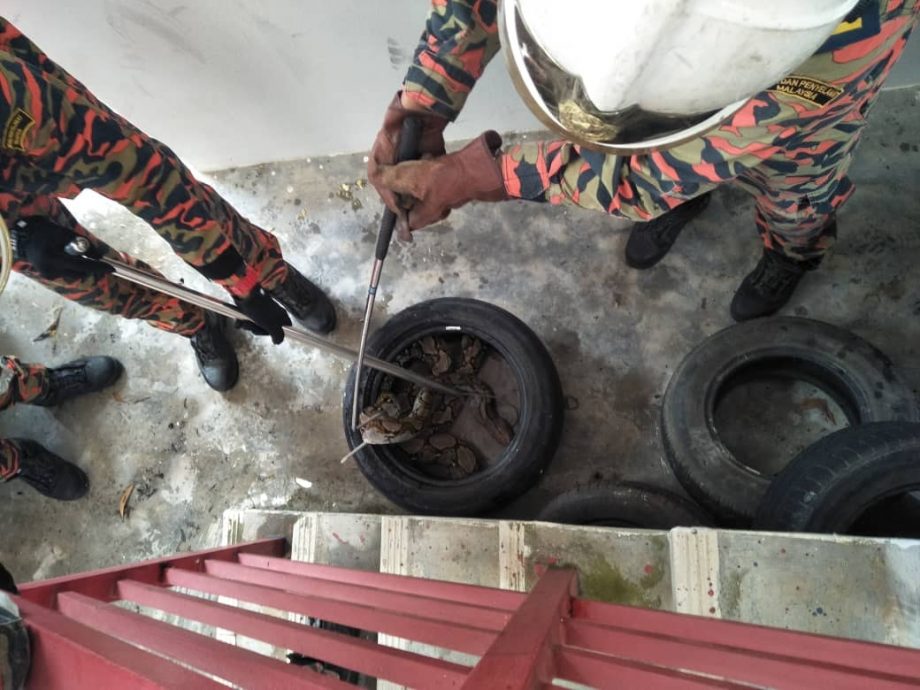 （已签发）柔：【特稿】不轻视捉蛇投报 阿兹米：当紧急事件处理