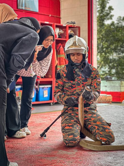 （已签发）柔：【特稿】不轻视捉蛇投报 阿兹米：当紧急事件处理