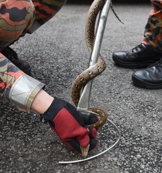 （已签发）柔：【特稿】不轻视捉蛇投报 阿兹米：当紧急事件处理