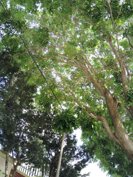 （已签发）柔：民生特工队：大树贴近住家引安全隐忧 居民盼当局速砍伐