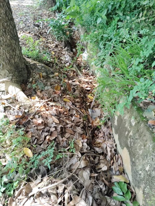 （已签发）柔：民生特工队：大树贴近住家引安全隐忧 居民盼当局速砍伐