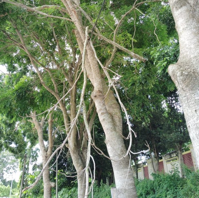 （已签发）柔：民生特工队：大树贴近住家引安全隐忧 居民盼当局速砍伐