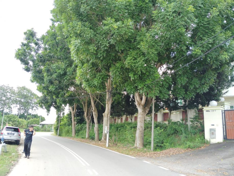 （已签发）柔：民生特工队：大树贴近住家引安全隐忧 居民盼当局速砍伐