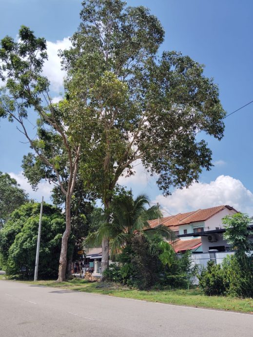 （已签发）柔：民生特工队：大树贴近住家引安全隐忧 居民盼当局速砍伐