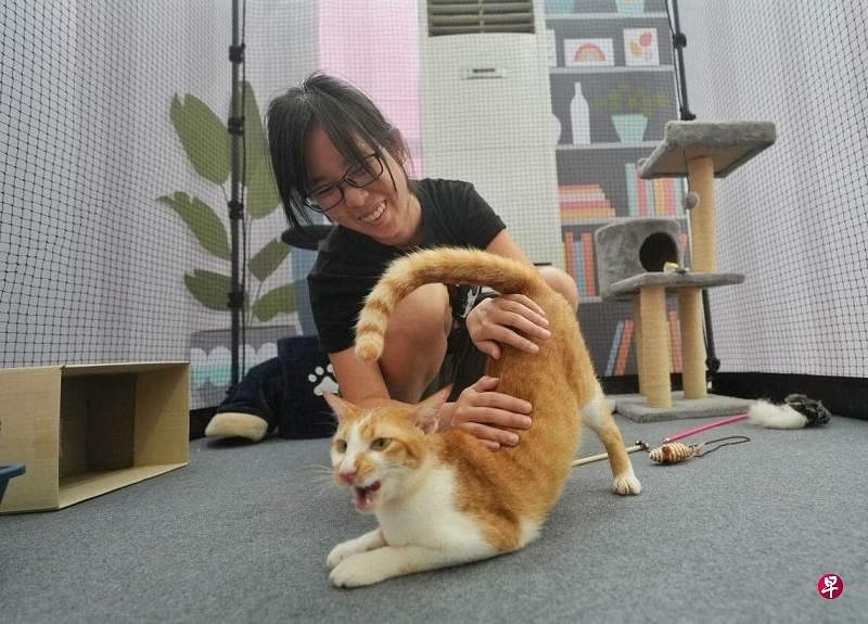 (已签发)柔:狮城二三事:9月起组屋居民可养猫 须申请执照为猫植入微芯片