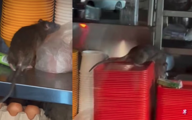 (已签发)柔:狮城二三事:芽笼咖啡店老鼠出没 摊位托盘上乱窜