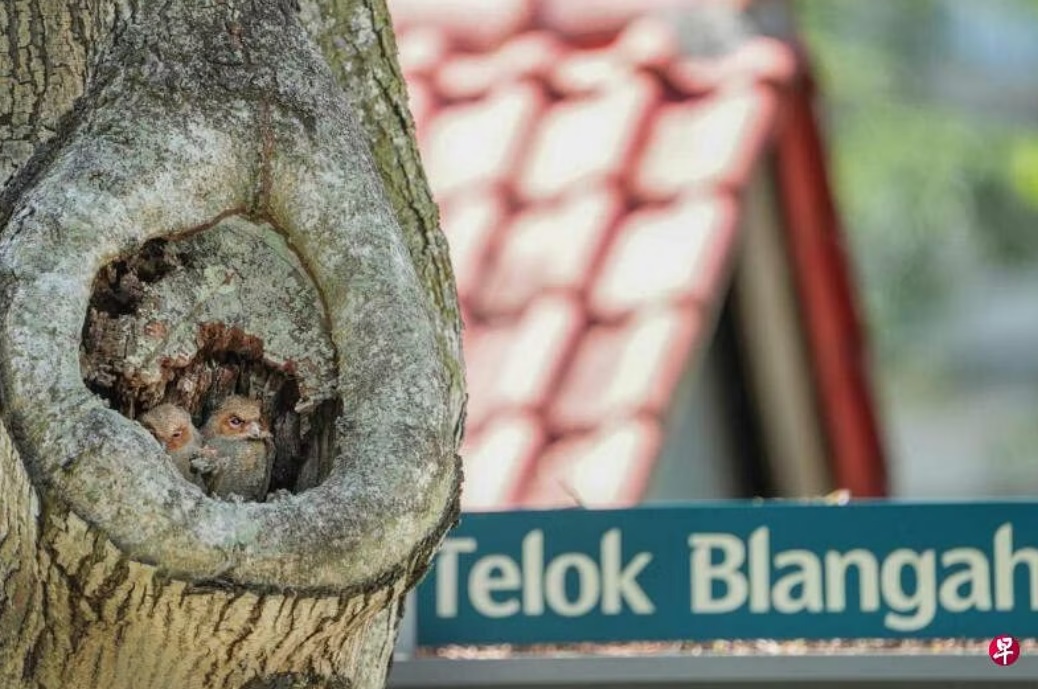 (已签发)柔:狮城二三事:逾200人争睹猫头鹰 有公众不满报警