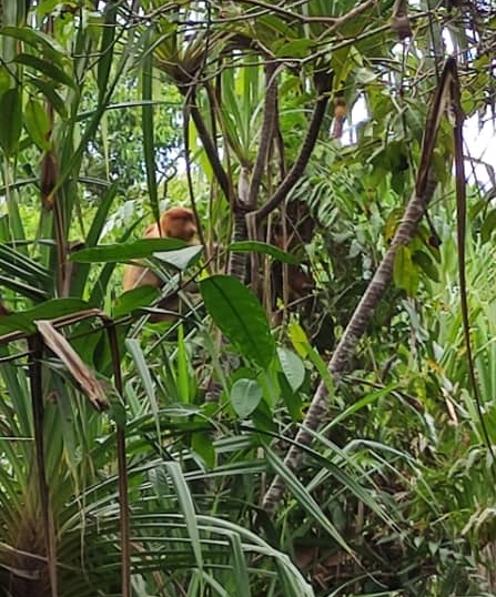 15/6 交大北马/“发现砂拉越”:去一个只能乘船探索的国家公园─马鲁丹国家公园