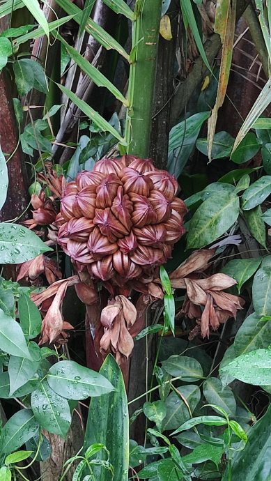 15/6 交大北马/“发现砂拉越”:去一个只能乘船探索的国家公园─马鲁丹国家公园