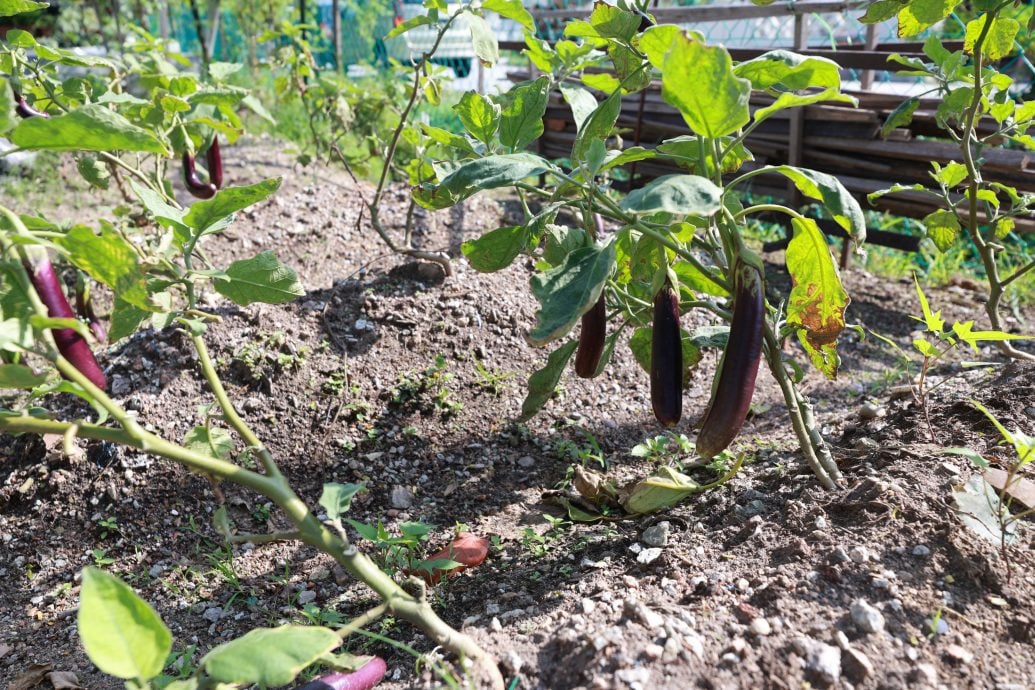 19/6 大都会-绿意盎然/美嘉花园/13图