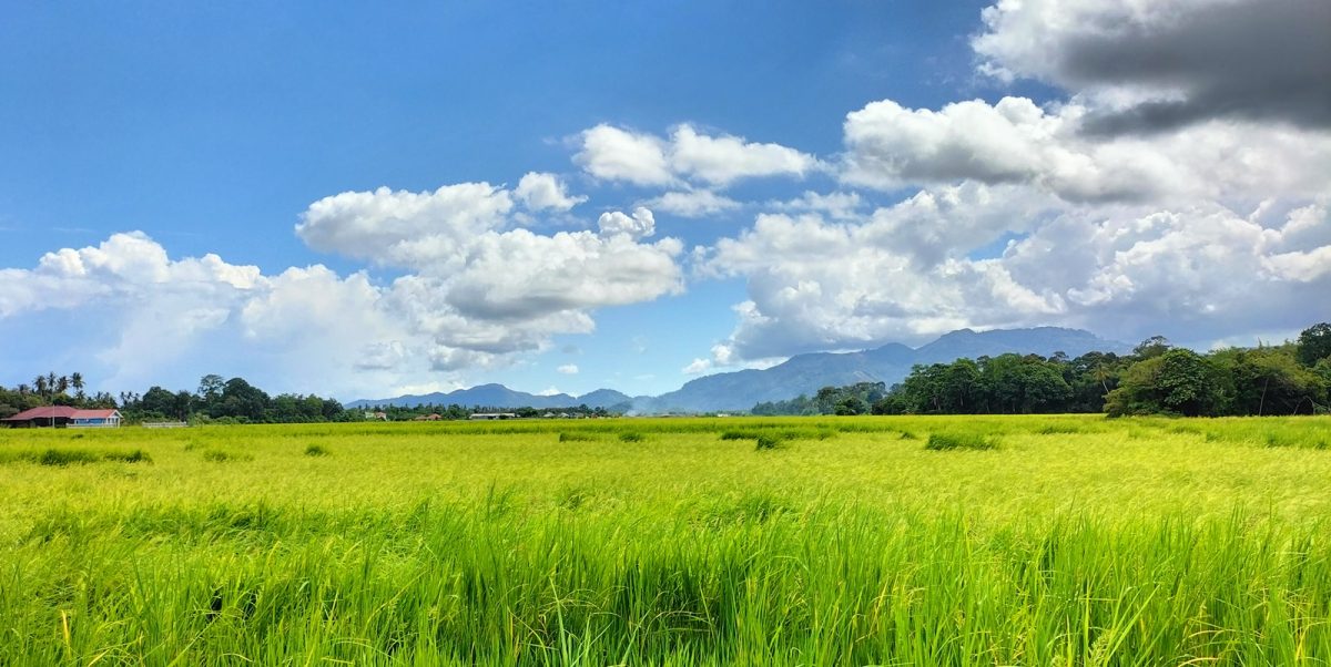 6月28日见报／半岛心旅行/到浮罗山背来一趟“果王之旅”